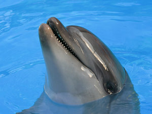 Поплавать в бассейне Динамо с дельфинами