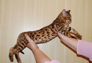 Кошка бенгальской породы