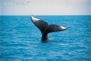 Увидеть китов