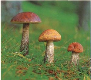 Хочу в лес по грибы