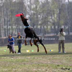 дог-фрізбі