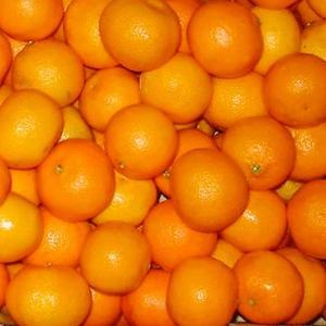 апельсины и мандарины