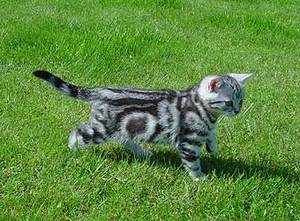 Хочу котёночка, обязательно Вискас