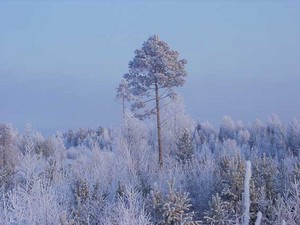 Пожить в Сибири