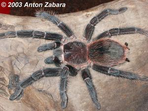 бразильский розовый птицеед