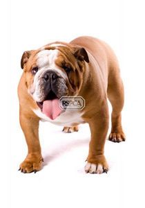 english bulldog