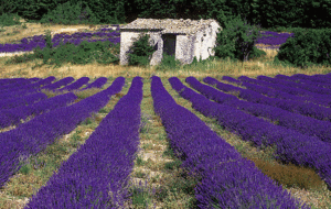 Provence