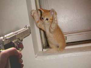 Shoot  the cat