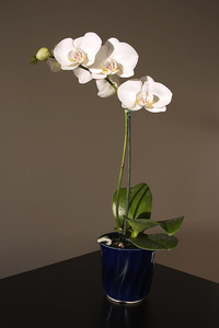 Орхидея белая Фаленопсис