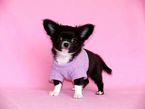 чихуахуа или той терьера