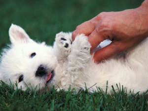 westie