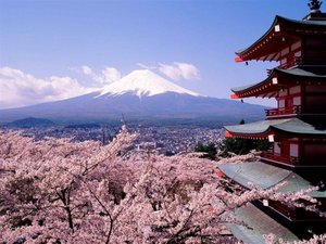 Япония, в период цветения Сакуры