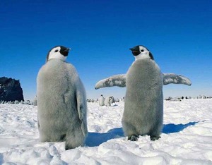 Переворачивать пингвинов