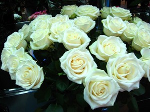 очень много белых роз