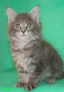 maine coon