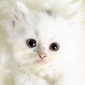 белый пушистый котенок