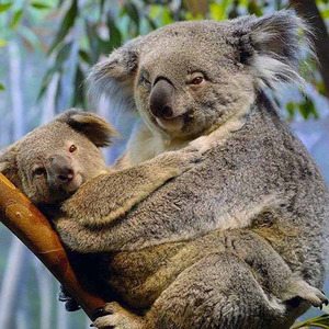 Koala Hug