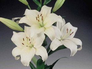 букетик белых лилий