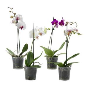 PHALAENOPSIS