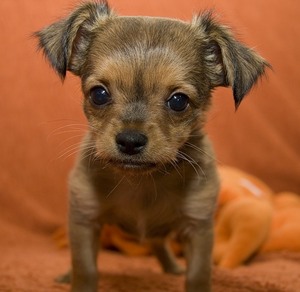 маленькая собачка