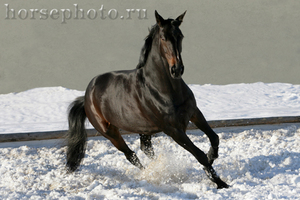 прогулка верхом на лошадке Голштинской породы вороной масти