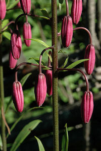 луковицы лилии мартагон (Lilium martagon), много