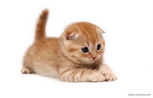 хочу котенка