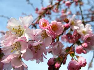 my orchard in bloom