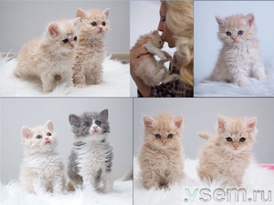 Котенок Селкирк-рекс (Selkirk Rex)