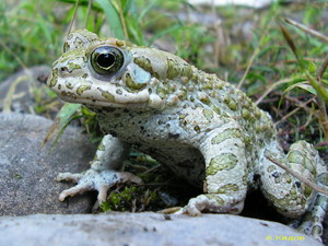 Bufo viridis