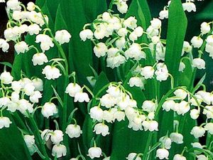 Lily of the Valley