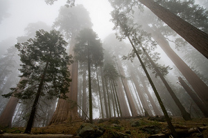 Sequoia national park