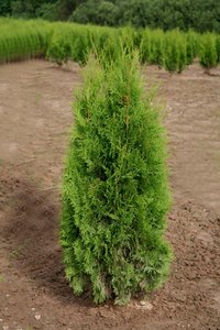 Thuja occidentalis