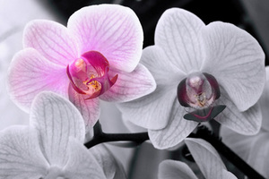 Орхідея Phalaenopsis (біла, рожева, тигрова)