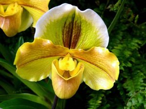 Paphiopedilum