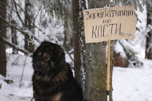 Хочу, чтоб у каждой собаки в этом мире был уютный дом и любящий хозяин