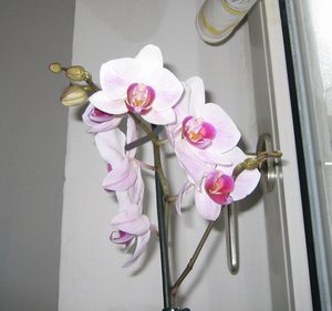 орхидею (фаленопсис)