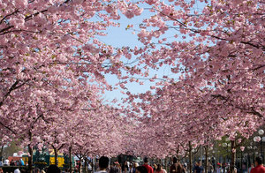 япония: цветение сакуры