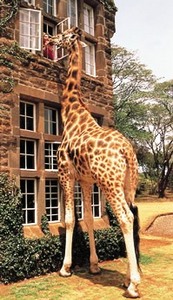 поселиться в отеле The Giraffe Manor (Найроби) 5*