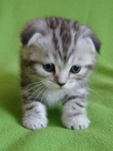 котёнок вислоухий