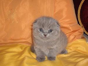 Британец(котёнок)