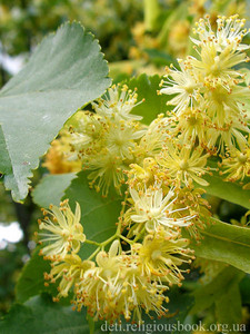 Духи с запахом цветущей липы