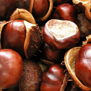 chestnuts