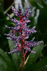 Aechmea blue rain