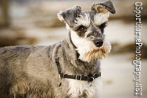 Mini Schnauzer