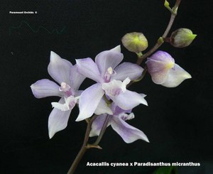 Acacallis cyanea