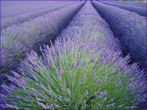 lavender (flower, not colour) - potted, A LOT