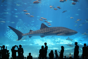 Okinawa Churaumi Aquarium или The Georgia Aquarium