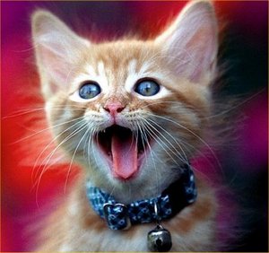 Ошейник для мяки