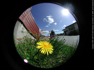 Fish eye